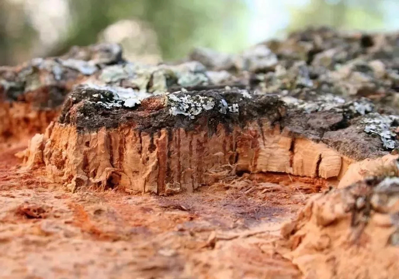 軟木,源于自然的環(huán)保地板 圖片5 軟木,源于自然的環(huán)保地板 圖片5