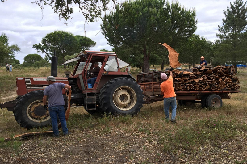 溯源軟木，環(huán)保地板的誕生 圖片12