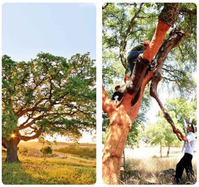 真的有那么牛嗎？深扒一下這些世界地板大廠的前世今生 圖片7