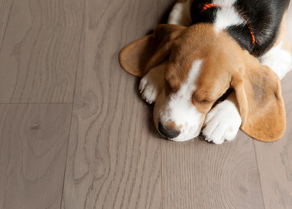  得高實木復合地板不只是腳下的鋪陳更是生活的舞臺 圖片4